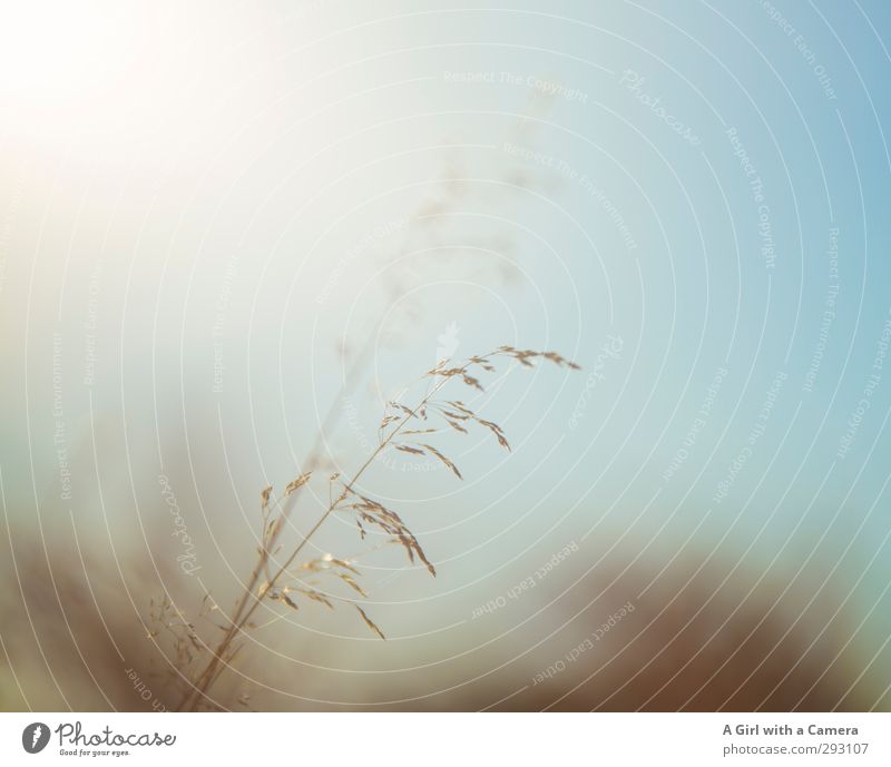 warm summer thoughts Environment Nature Plant Spring Summer Autumn Beautiful weather Grass Meadow Illuminate Grain Blade of grass Subdued colour Exterior shot