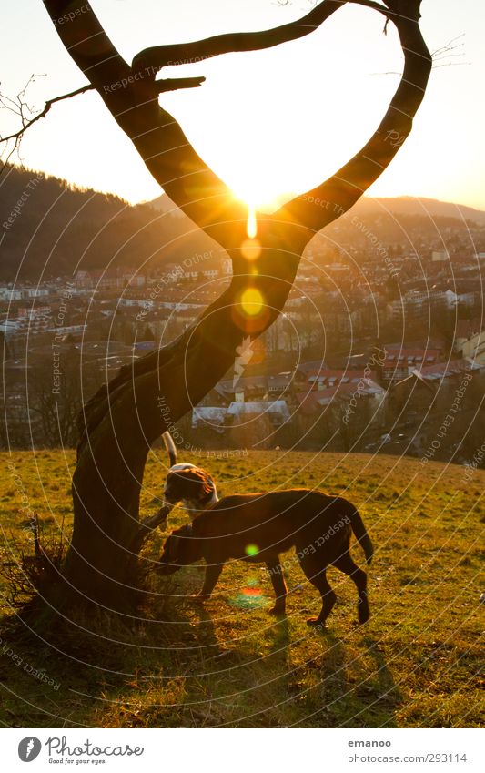 magic tree dogs Lifestyle Joy Vacation & Travel Trip Hiking Environment Nature Landscape Sun Weather Tree Hill Outskirts Animal Pet Dog 2 Warmth Yellow Freedom