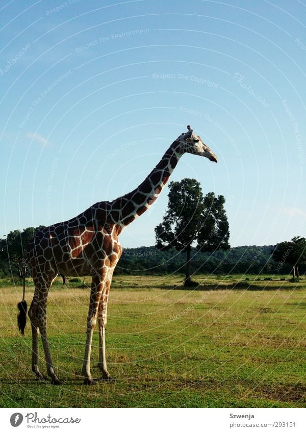 safari II Environment Nature Landscape Summer Beautiful weather Warmth Wild animal Zoo Giraffe 1 Animal Relaxation Safari Colour photo Multicoloured