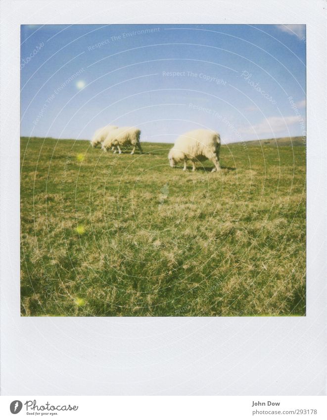 Pola sheep Nature Landscape Sky Clouds Spring Summer Meadow Retro Agreed To feed Herd Sheep England Analog Rural Soft 3 bucolic Grassland Nostalgia Polaroid