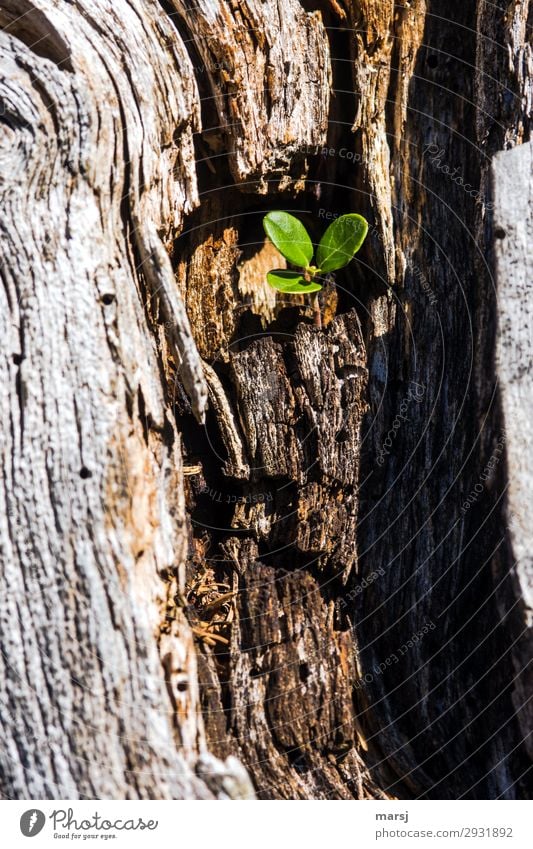 Young cranberry plant growing out of dead tree stump. Plant wood Tree stump new life Cranberry leaves 3 green Brown New start Weathered Uniqueness Beginning