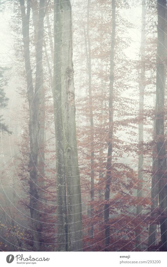 tsbreh Environment Nature Autumn Bad weather Fog Tree Cold Tree trunk Colour photo Exterior shot Deserted Day Shallow depth of field