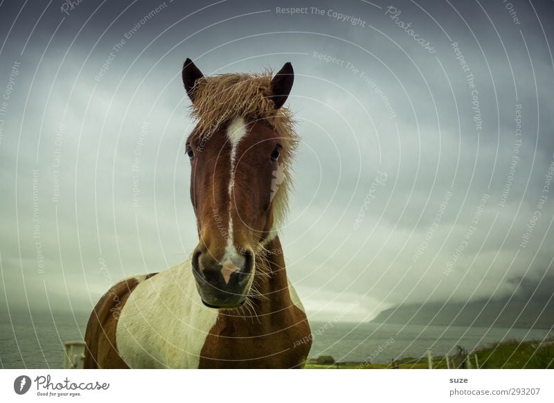 Icelanders Environment Nature Landscape Animal Sky Clouds Storm clouds Climate Bad weather Meadow Farm animal Wild animal Horse Animal face 1 Stand Wait Dark