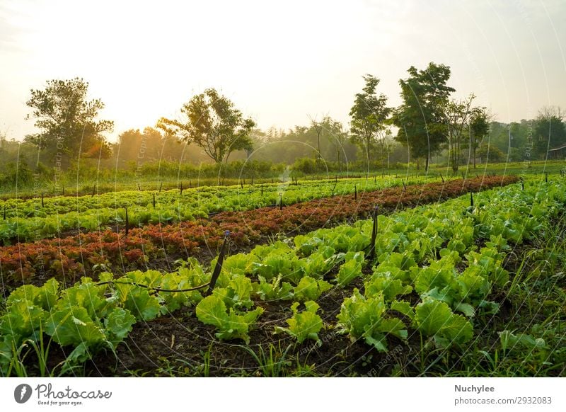 Landscape of organic vegetables cultivation farm Vegetable Summer Garden Nature Plant Leaf Growth Exceptional Fresh Natural Green Red Farm plantation lettuce