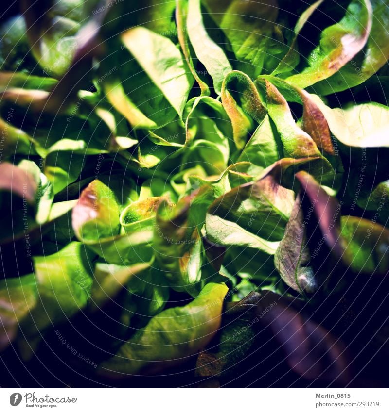 forage Lettuce Salad Nutrition Vegetarian diet Diet Eating To enjoy Fresh Healthy Green Multicoloured Interior shot Studio shot Close-up Detail