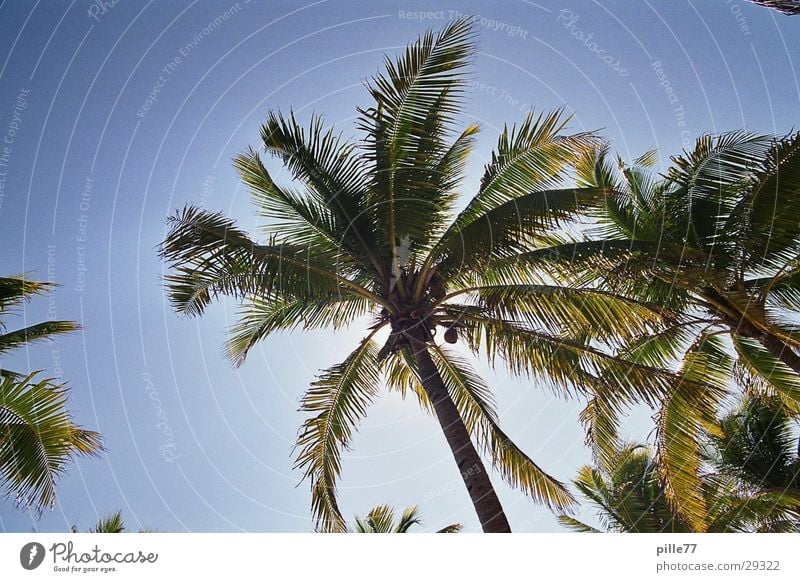 Palm tree in Mex Playa del Carmen Mexico