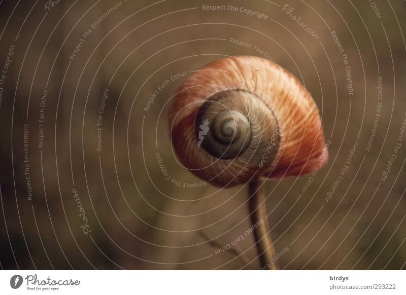 upward spiral Nature Animal Snail Esthetic Elegant Original Positive Beautiful Brown Protection Calm Purity Senior citizen Change Vineyard snail Snail shell