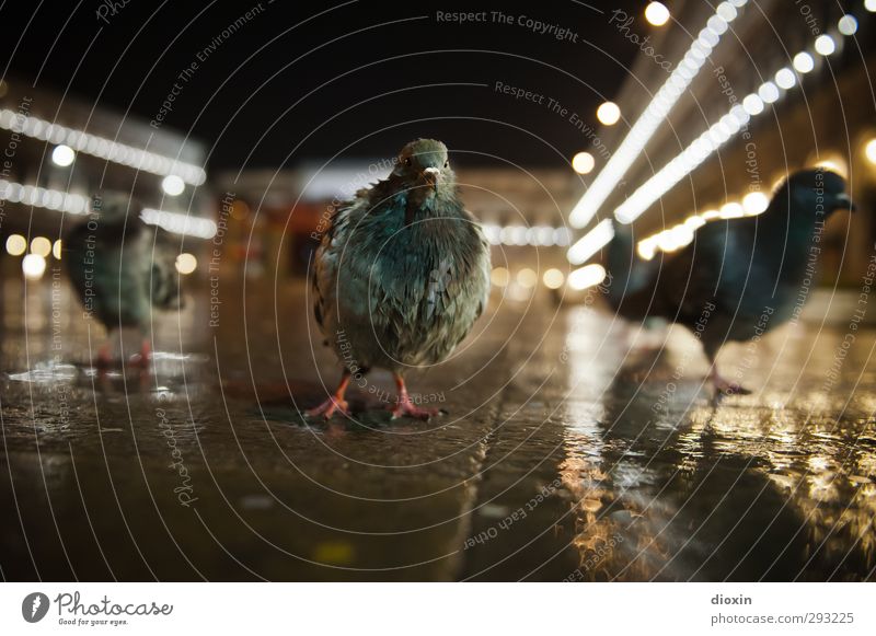 Venice City Rockers Vacation & Travel Tourism Sightseeing City trip Weather Bad weather Rain Italy Port City Downtown Deserted Tourist Attraction Landmark