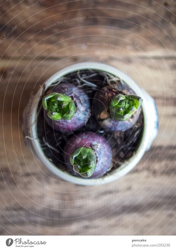 hyacinths in lard pot Nature Plant Elements Earth Spring Winter Flower Leaf Blossom Pot plant Wood Fragrance Simple Friendliness Natural Curiosity Positive