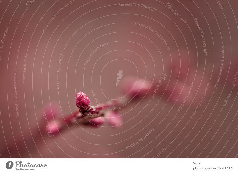 spring! Nature Plant Spring Bushes Twig Leaf bud Garden Pink Red Colour photo Subdued colour Exterior shot Detail Macro (Extreme close-up) Deserted