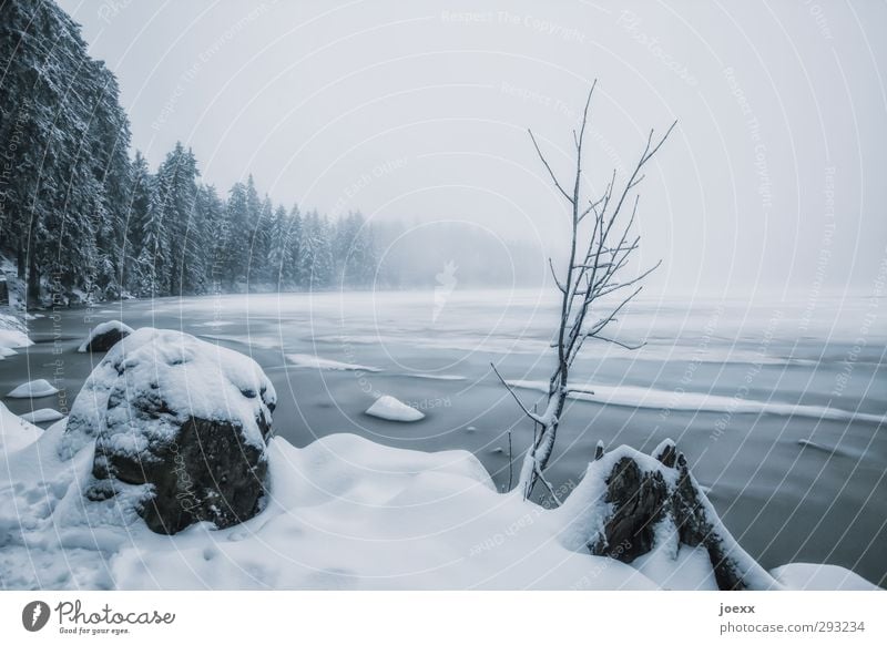 Snow-covered winter landscape on the banks of the Waldsee Winter Nature Landscape Sky Bad weather Ice Frost Plant Tree Lakeside Fog Mummelsee Lake White Idyll