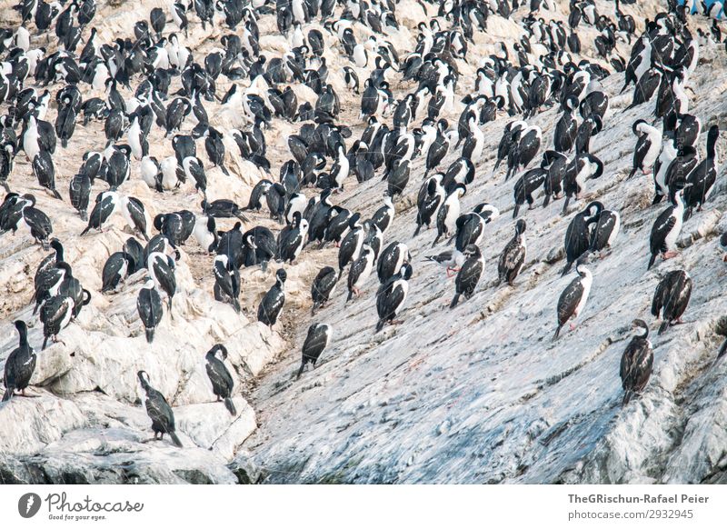 cormorant Animal Wild animal Brown Gray Black Silver White Bird Cormorant South America tierra del fuego Rock Bird's colony Living or residing Flying Swimming