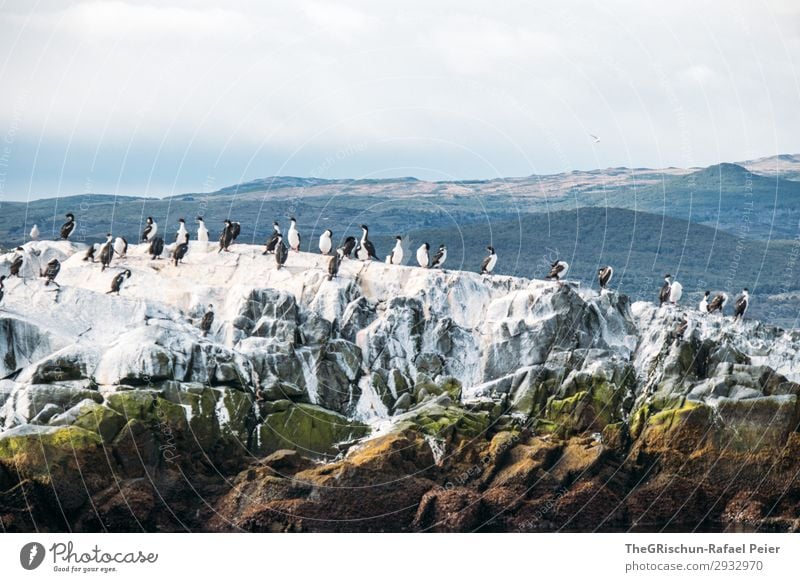 cormorants Environment Animal Group of animals Flock Green Black White Rock Cormorant Bergen Swimming Fly Nest Bird's colony Colour photo Exterior shot Deserted