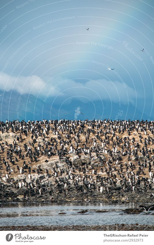 cormorants Animal Group of animals Flock Blue Brown Black White Bird Bird's colony Ocean Wind Rainbow Clouds ushuaia tierra del fuego South America Cold Rough