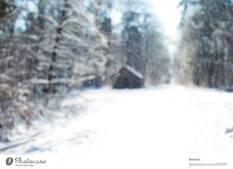 Ice in the air Environment Nature Landscape Winter Beautiful weather Frost Snow Snowfall Tree Agricultural crop Wild plant Forest Hut Lanes & trails Bright Cold