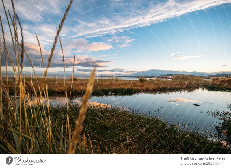 Punta Arenas Nature Landscape Blue Pink Moody South America Chile Reflection Beach Grass Ocean Sea water Clouds Colour photo Exterior shot Deserted