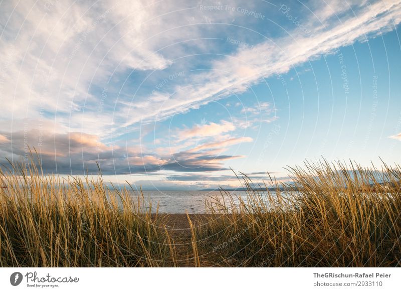 Punta Arenas Nature Landscape Blue Gold Moody Sunset Clouds South America Chile Ocean Beach Grass Colour photo Exterior shot Deserted Copy Space bottom Evening