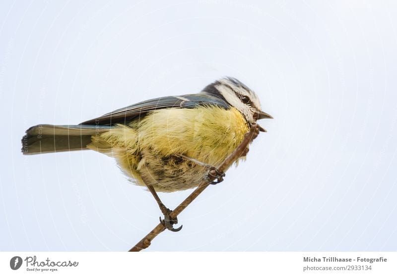 Singing tit on a branch Nature Animal Sky Sunlight Beautiful weather Tree Twigs and branches Wild animal Bird Animal face Wing Claw Tit mouse Beak Metal coil