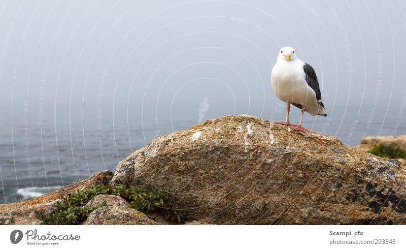 seagull on the coast Coast Bay Ocean Animal Wild animal Bird Seagull 1 Observe Flying Free Infinity Natural Positive Contentment Optimism Willpower Brave Calm