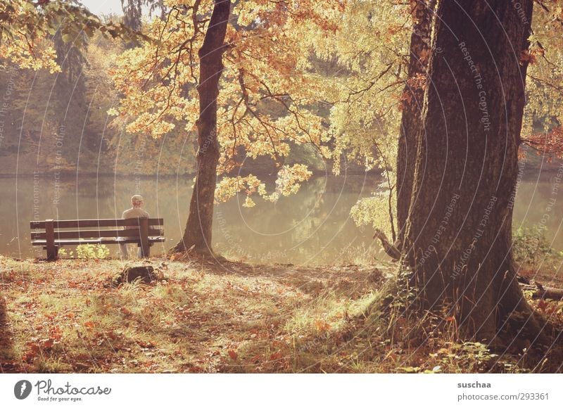 waiting Environment Nature Landscape Autumn Beautiful weather Park Forest Lakeside Wood Brown Contentment Idyll Tree trunk Park bench Human being Water leaves