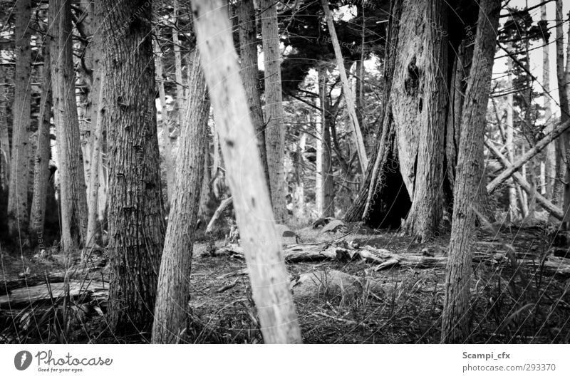 hollow of a tree Nature Elements Tree Grass Bushes Moss Forest Discover Dark Creepy Secrecy Calm Wisdom Loneliness Timeless Primitive times Tree hollow Hollow