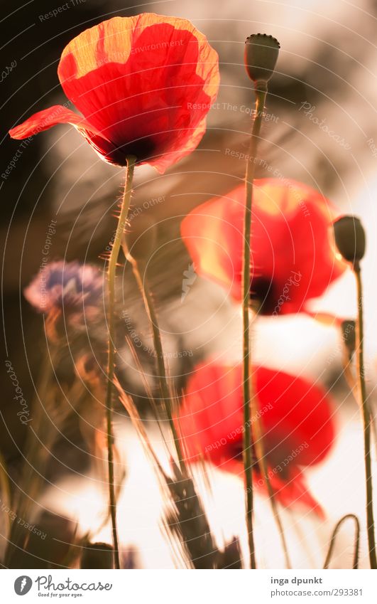 Under the poppy blossoms Environment Nature Plant Summer Beautiful weather Wild plant Poppy Flowering plants Poppy blossom Meadow Natural Red Flower meadow