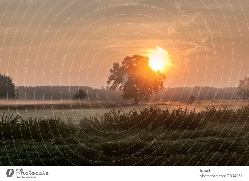 Sunrise in early fog Calm Environment Nature Landscape Autumn Weather Fog Tree Meadow Field Forest Yellow Green Red Moody Romance Idyll Morning fog Haze