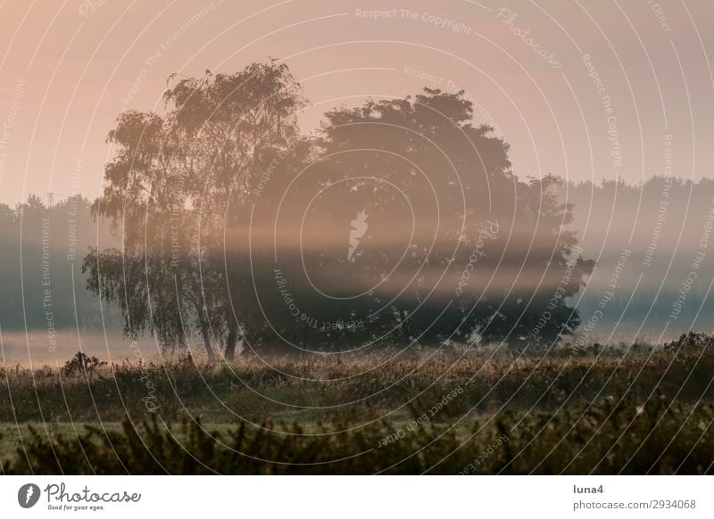 Morning fog over a field Calm Environment Nature Landscape Autumn Weather Fog Tree Meadow Field Forest Green Red Moody Romance Idyll Haze Fog bank Atmosphere