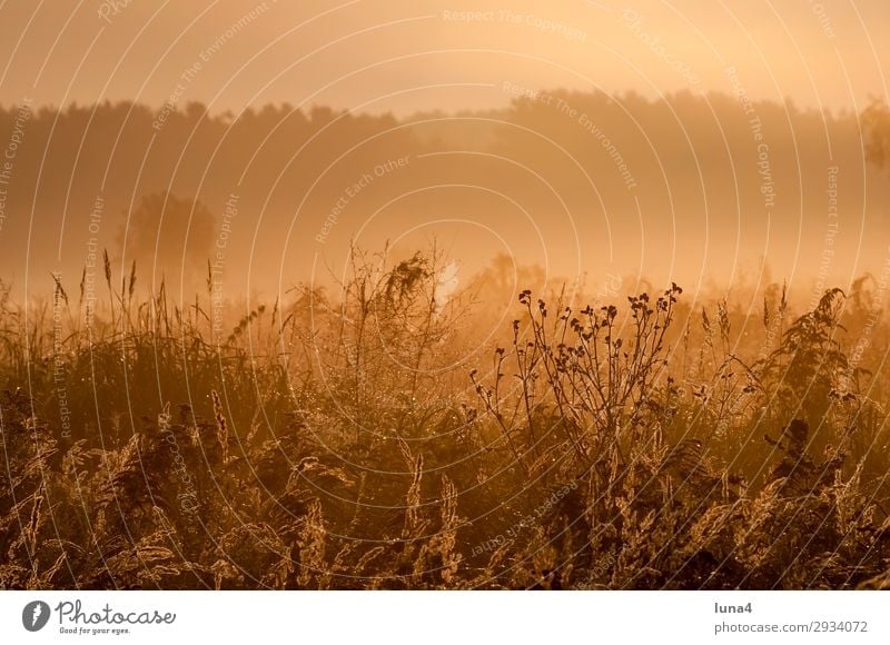 Early morning fog at sunrise Calm Environment Nature Landscape Autumn Weather Fog Tree Meadow Field Forest Yellow Green Red Moody Romance Idyll Morning fog Haze