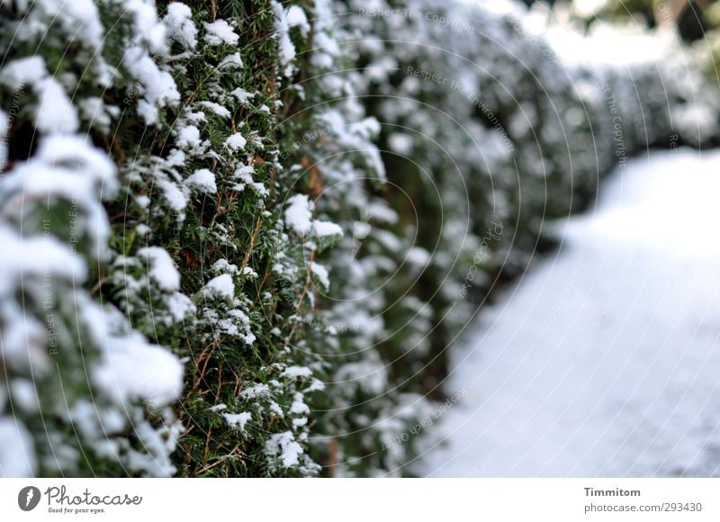 One wet shave, please! Environment Nature Plant Hedge Growth Authentic Simple Fresh Natural Green White Emotions Lanes & trails Snow Colour photo Subdued colour