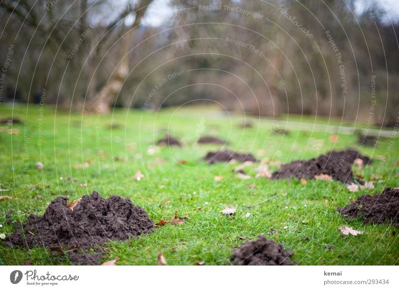 Now they're digging again. Environment Nature Landscape Plant Spring Winter Grass Leaf Garden Park molehills Dirty Brown Green filth Hill Empty Earth