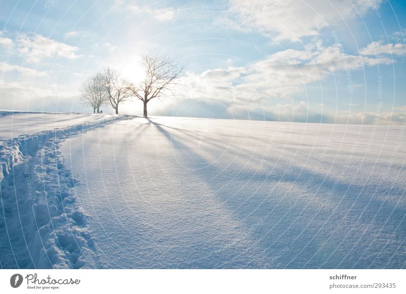 Washed with Eau de Javel Environment Nature Landscape Sky Clouds Sun Sunlight Winter Beautiful weather Ice Frost Snow Tree Hill Mountain Peak Snowcapped peak