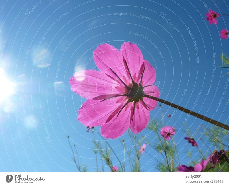 SUMMER!!!!!!!!!!! Nature Plant Sky Cloudless sky Sun Sunlight Summer Beautiful weather Flower Blossom Cosmos Park Meadow Touch Blossoming Illuminate Esthetic