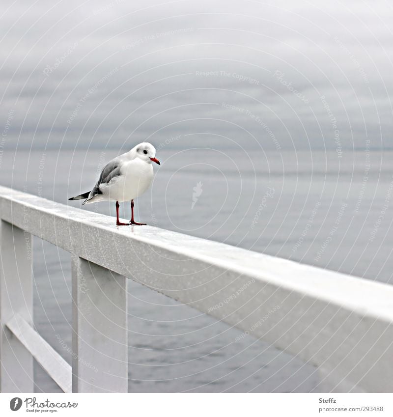 Now I'm standing here waiting. Seagull Wild bird Baltic Sea Bird Sea bird Ocean Water Horizon grey day gray light Bad weather Rain coast Stand Wait grey and wet