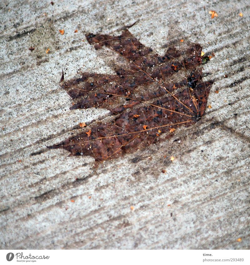 Footnote of Nature Environment Leaf Maple leaf Maple tree Traffic infrastructure Street Lanes & trails Concrete Concrete slab Lie Wet Grief Fatigue Exhaustion