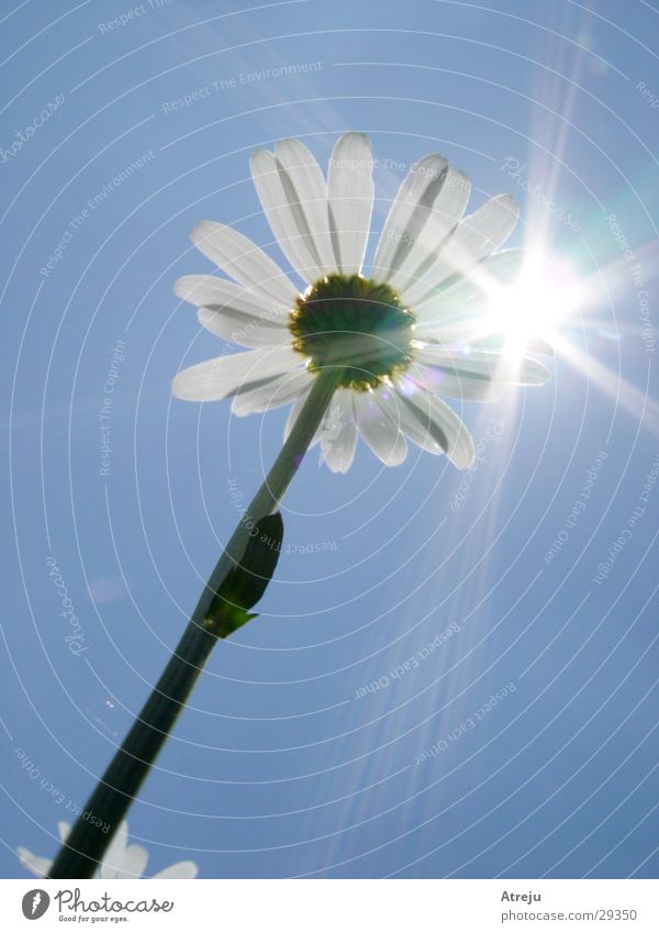 To the light Flower Lighting Summer Hot Spring Sun Sky aperture effect