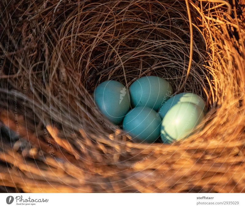 Blue eggs of an Eastern bluebird Nature Animal Bird Baby animal Brown Egg blue bird Throstle Sialia sialis Nest-building spring Florida Marco Island wildlife