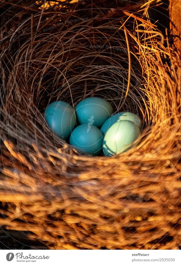 Blue eggs of an Eastern bluebird Nature Animal Wild animal Bird Flock Baby animal Brown Egg blue bird Throstle Sialia sialis Nest-building spring Florida