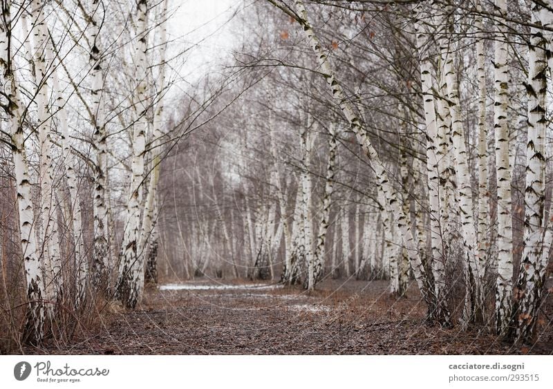 the rails are gone now Landscape Plant Winter Tree Forest Avenue Friendliness Bright Beautiful White Spring fever Romance Serene Calm Purity Curiosity Sadness