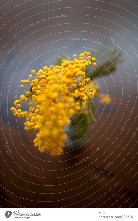 mimosa Plant Flower Foliage plant Wild plant Pot plant Exotic Yellow Green Mimosa Mimosa branch Colour photo Interior shot Close-up Macro (Extreme close-up)