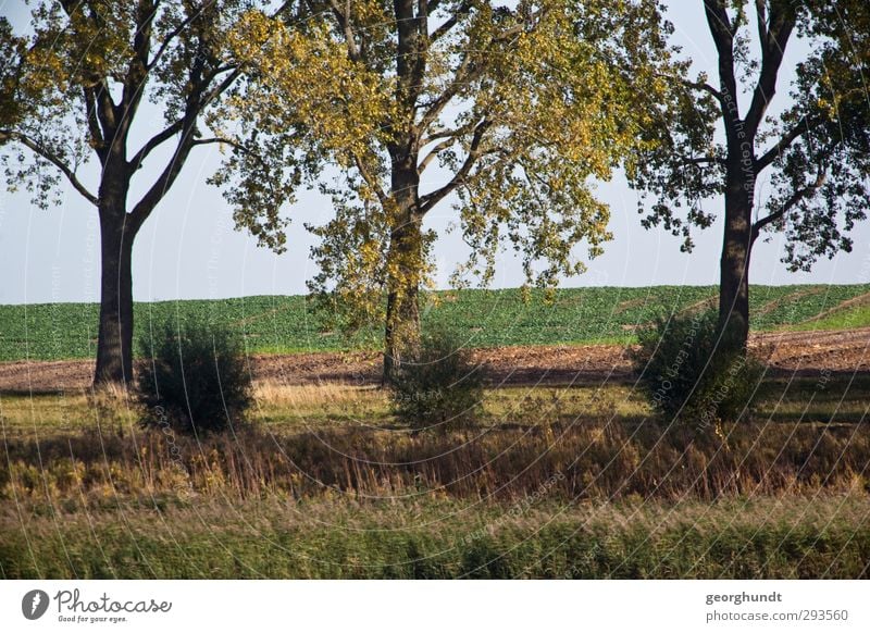 offspring Vacation & Travel Island Nature Landscape Plant Autumn Tree Grass Bushes Meadow Field Forest Baltic Sea church village Poel Island