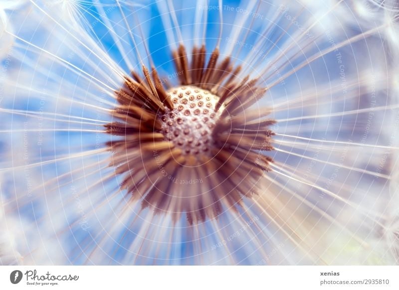 delicate dandelion against a blue background Dandelion Nature Plant Blossom Sámen Garden Meadow Round Soft Blue Brown White Ease Easy spherical open aperture