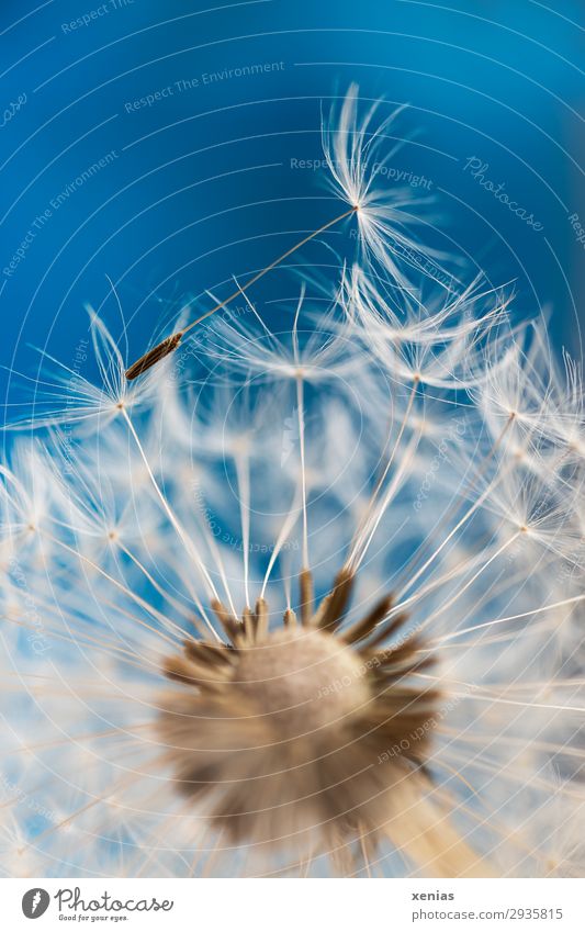 Dandelion against a blue background dandelion Spring Summer Plant Sámen Soft Blue Brown White Easy Umbrellas & Shades umbrella Detail Copy Space top