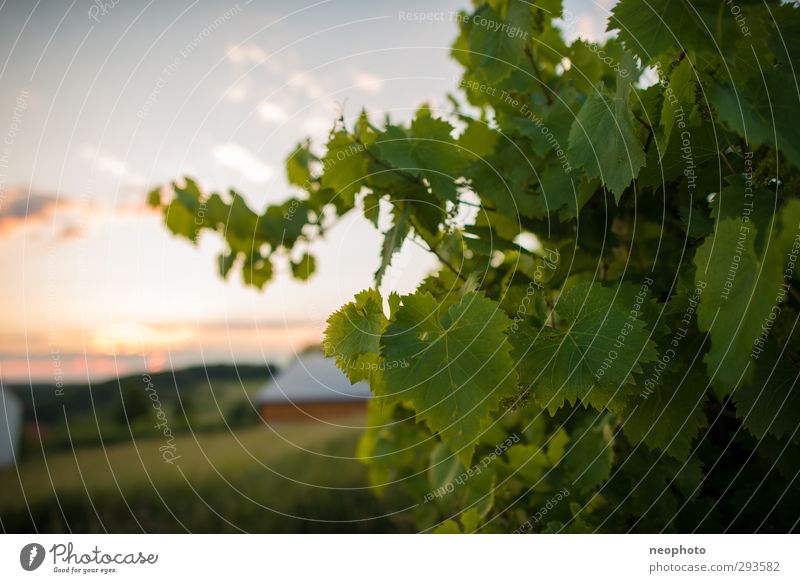 South slope Landscape Sky Clouds Summer Plant Vine Vineyard Village Spring fever Optimism Romance Winery Green Foliage plant Horizon Highlands Farm Colour photo