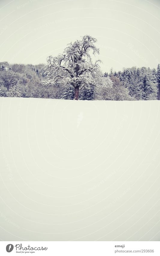 sucré Environment Nature Landscape Winter Snow Tree Field Cold White Colour photo Subdued colour Exterior shot Deserted Copy Space top Copy Space bottom