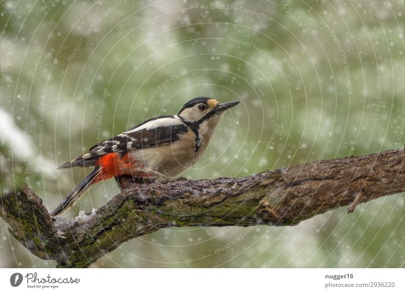 great spotted woodpecker Environment Nature Animal Spring Autumn Winter Climate Climate change Bad weather Ice Frost Snow Snowfall Tree Bushes Garden Park