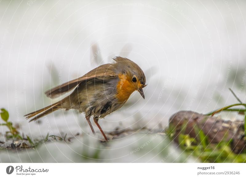 robin Environment Nature Animal Spring Autumn Winter Climate Climate change Bad weather Ice Frost Snow Snowfall Grass Garden Park Meadow Field Forest