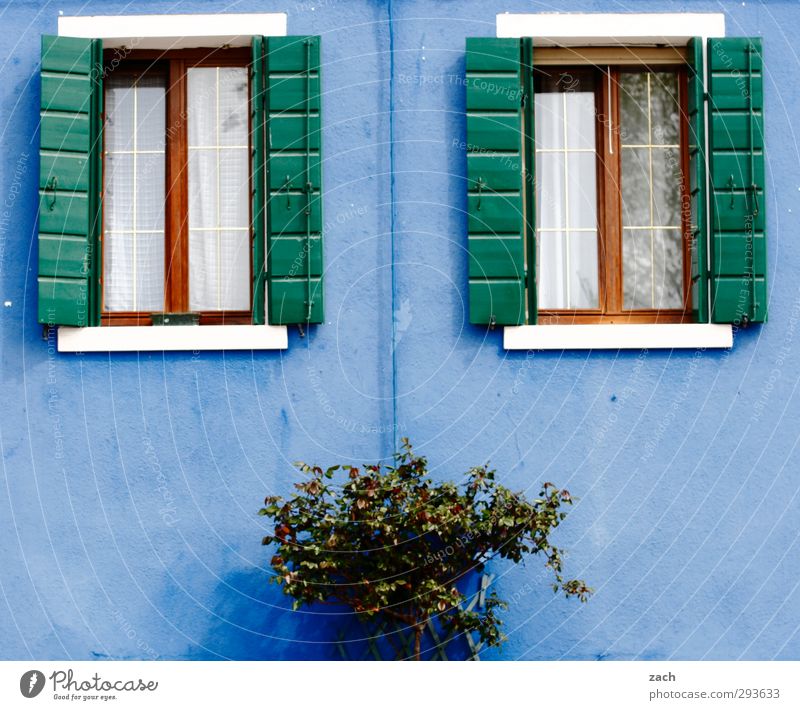 for boys Plant Bushes Venice Burano Italy Village Fishing village Old town House (Residential Structure) Wall (barrier) Wall (building) Facade Window Shutter