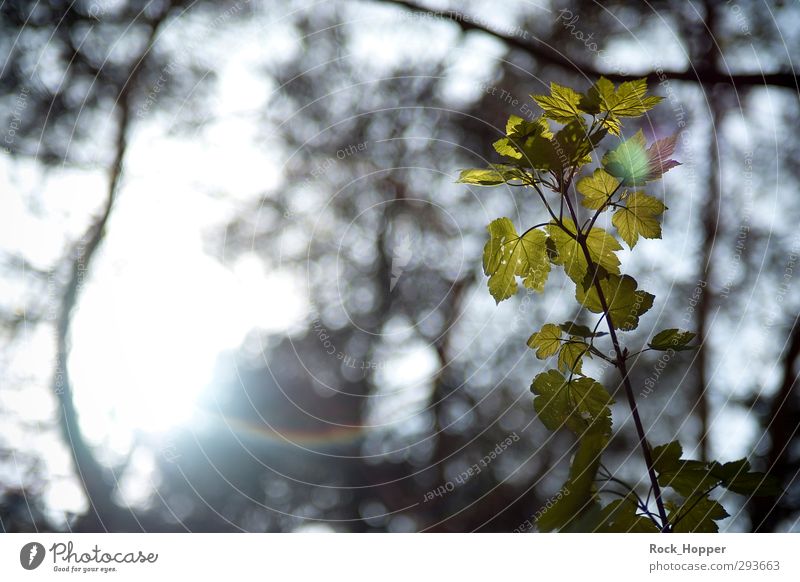 Backlit leaves Wellness Harmonious Relaxation Calm Environment Nature Plant Sky Sun Sunlight Leaf Foliage plant Prismatic colors Garden Park To enjoy Illuminate