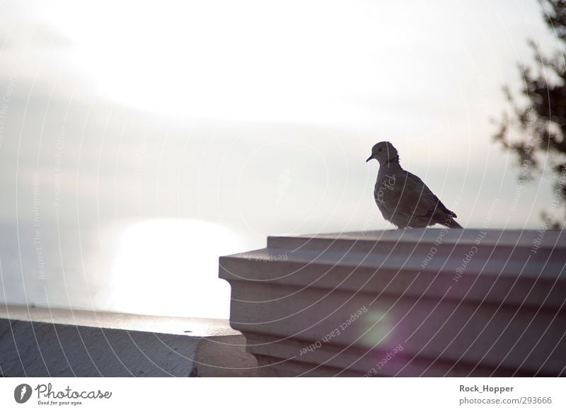 Pigeon with sea view Calm Tourism Far-off places City trip Animal Sky Clouds Sunrise Sunset Autumn Beautiful weather Coast Ocean Mediterranean sea Nice France